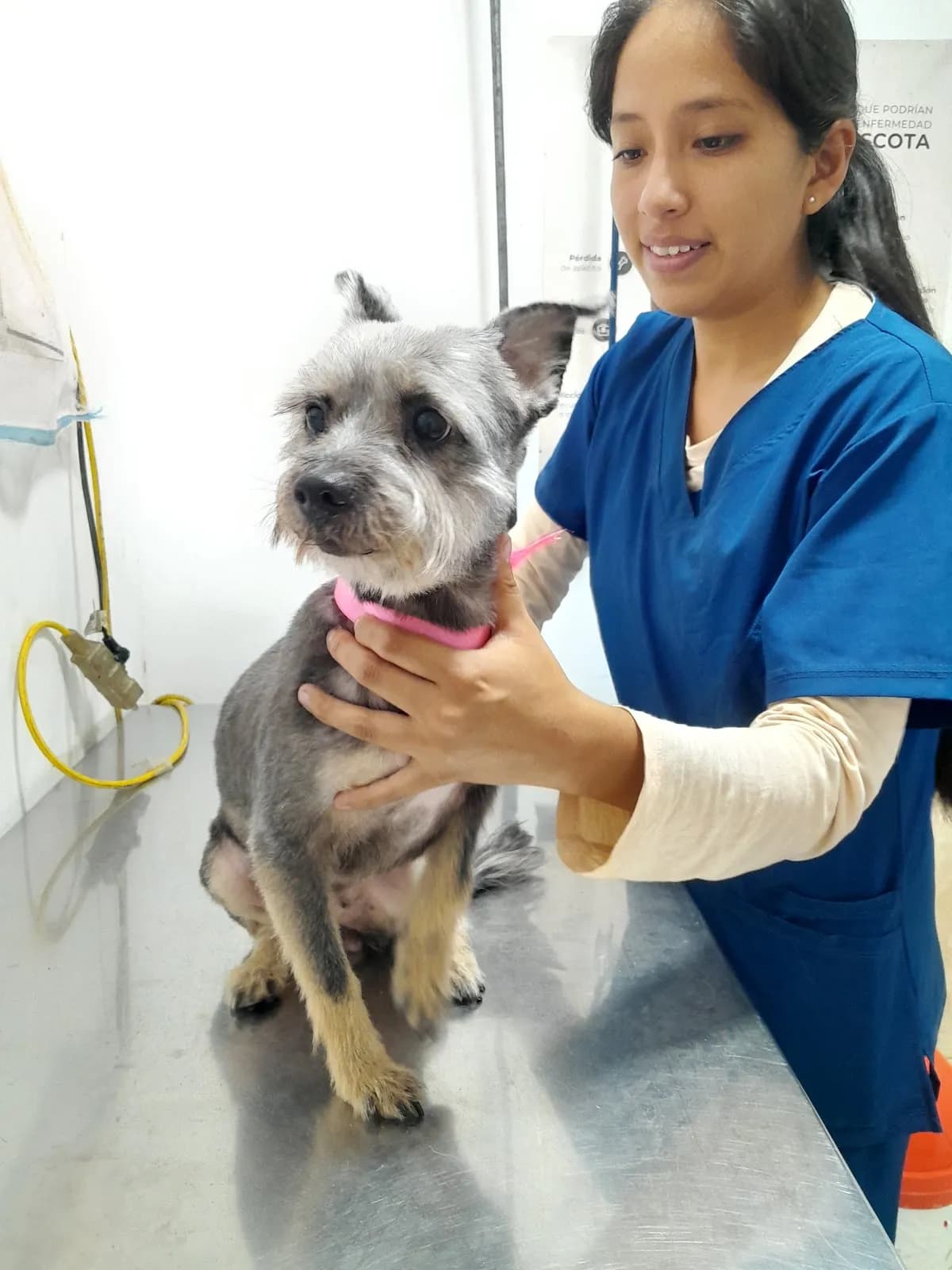 Maxivet Veterinaria