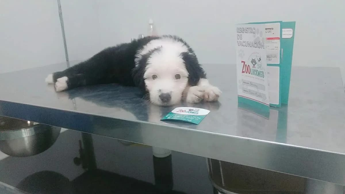 Clínica Veterinaria Zooluciones