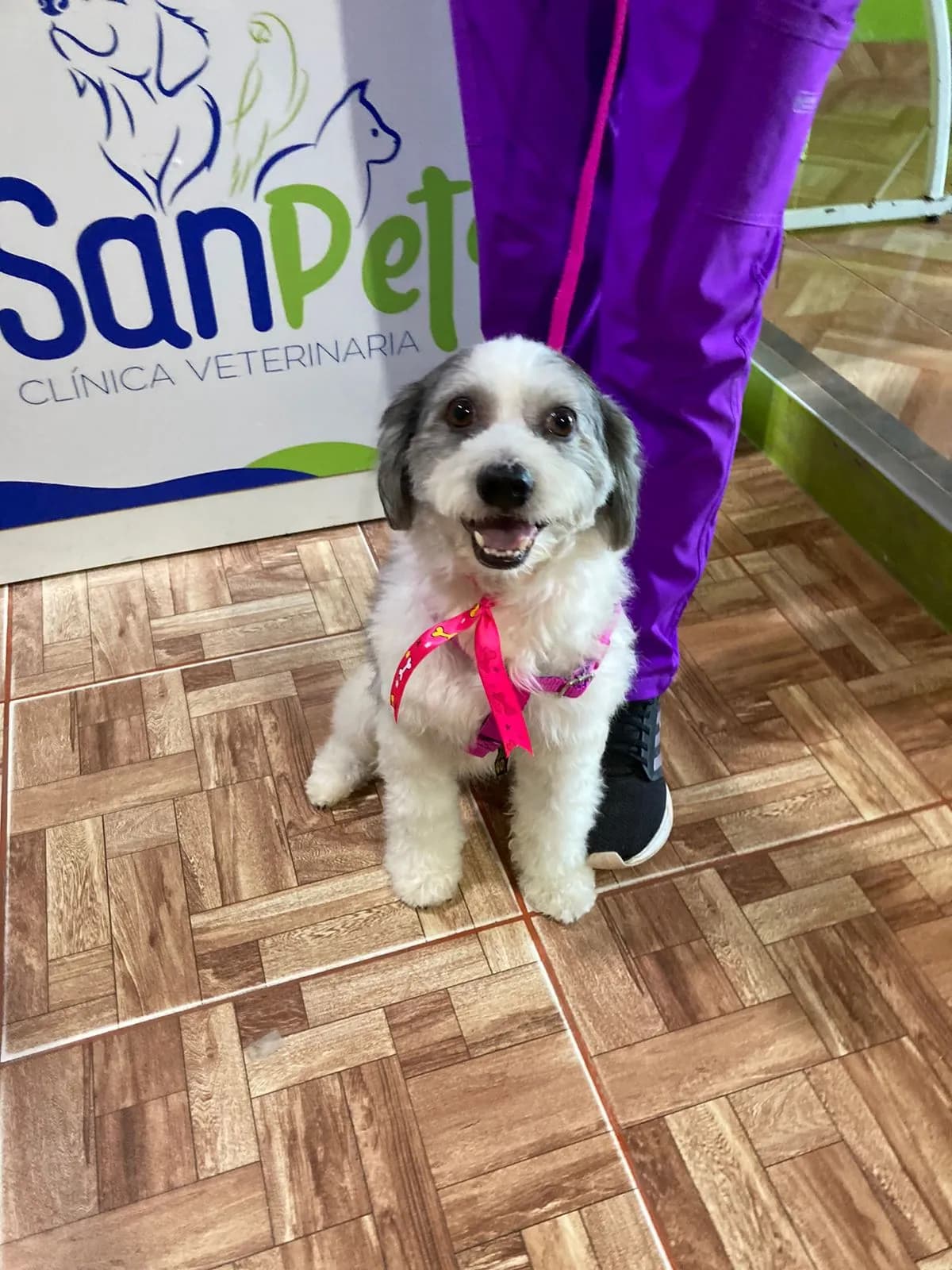 Clínica Veterinaria SAN PETS - Pucallpa