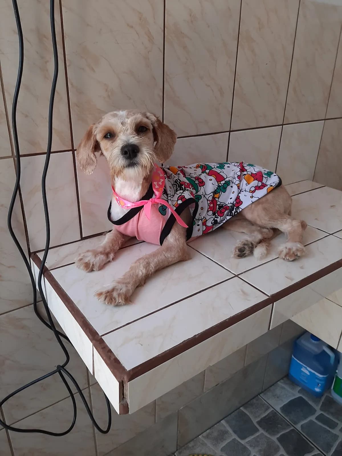Consultorio Veterinario Entre Patas y Patitas