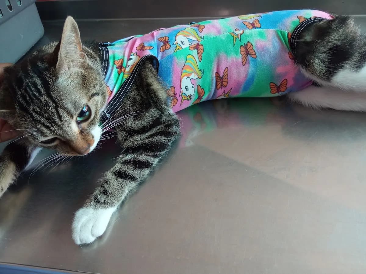 Veterinaria Hunter