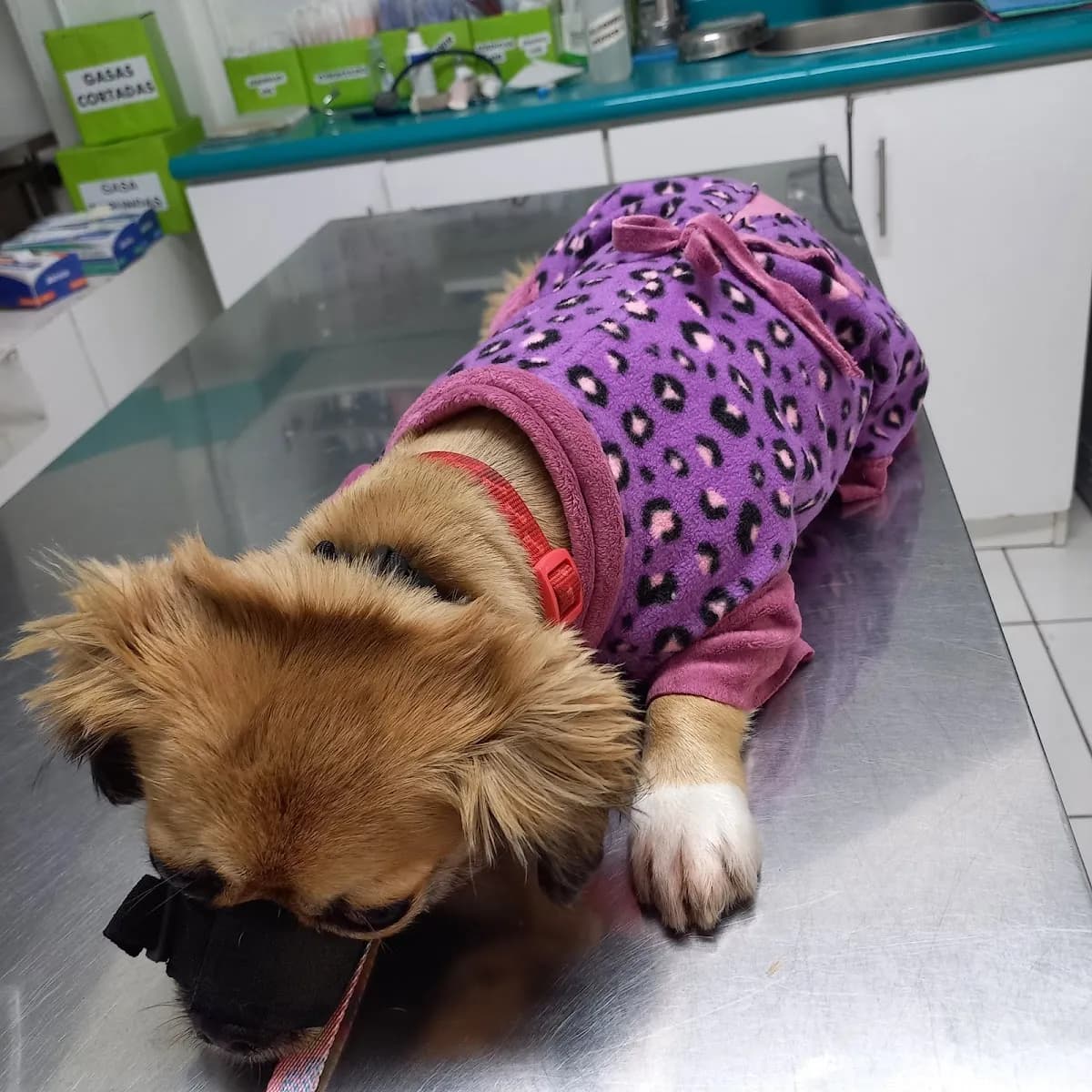 Veterinaria - Estética Mi Pataza