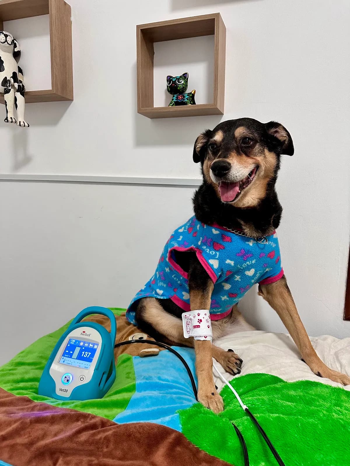 RecuPet Clinica Veterinaria Jesus Maria