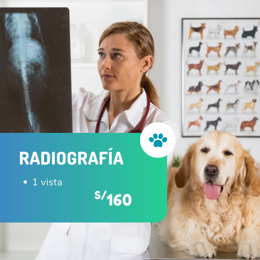 Vet Club - Veterinaria, Grooming & Petshop