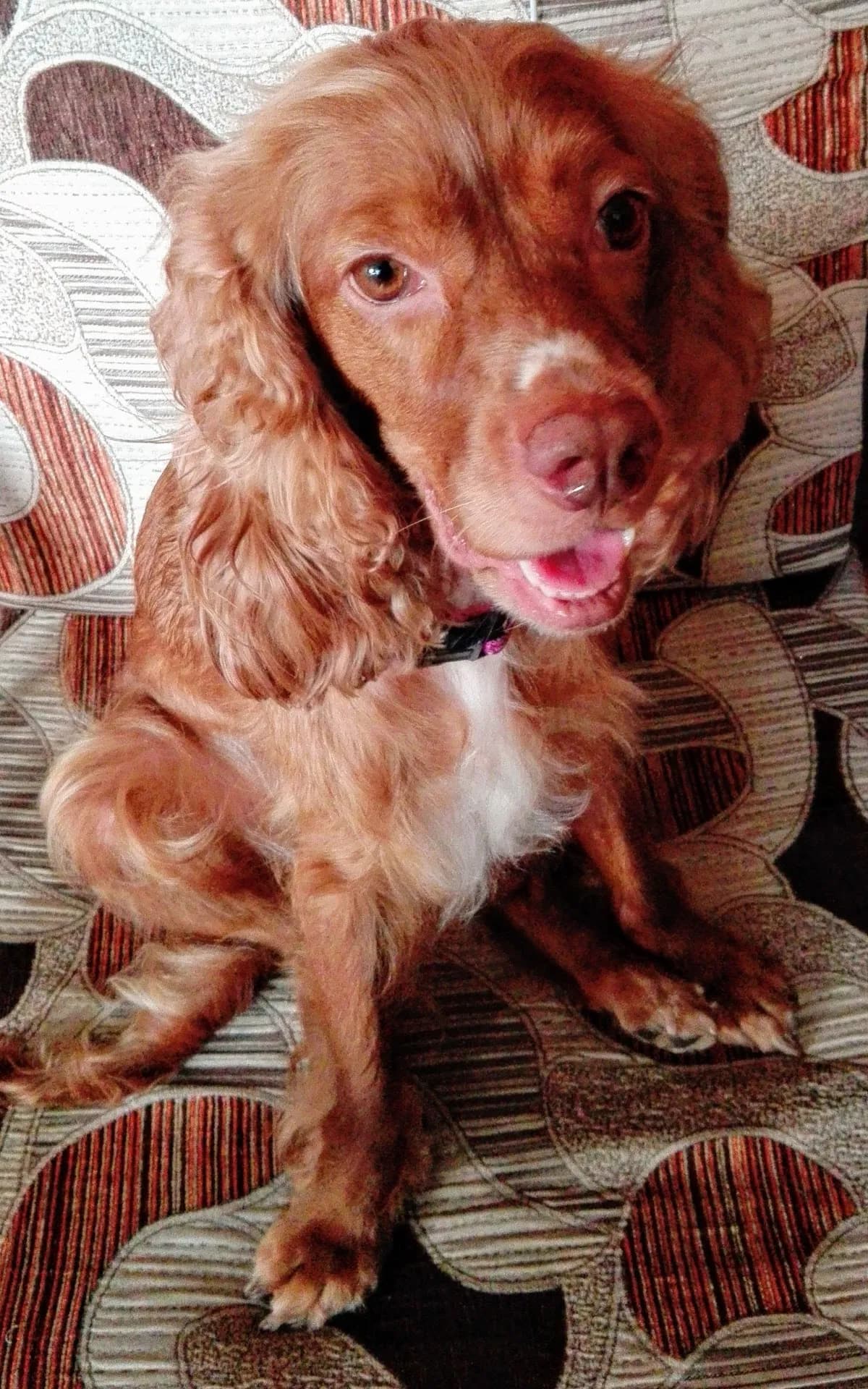 AmiPet Clínica Veterinaria