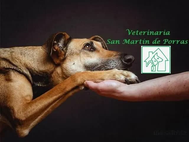 Veterinaria San Martín de Porras