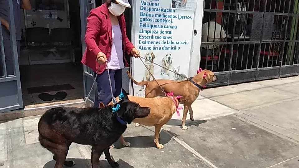 Veterinaria Happy vet & spa