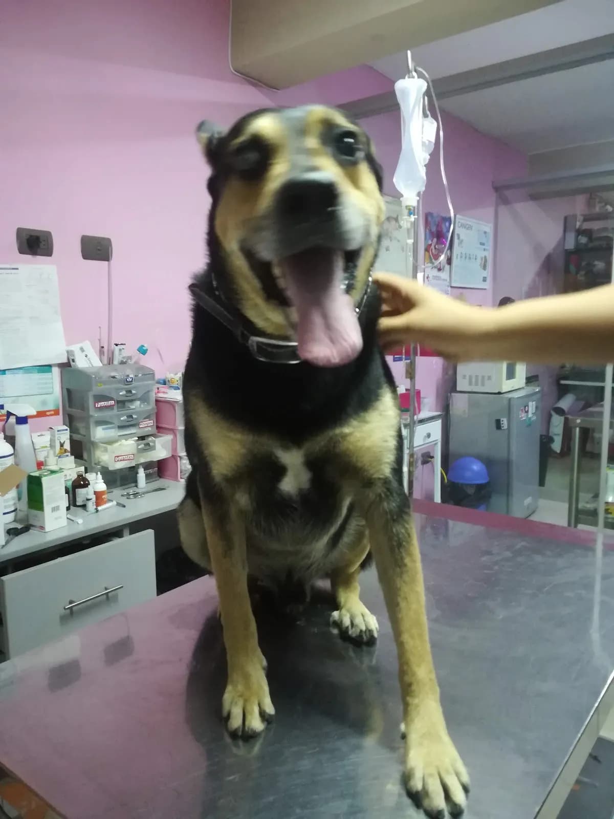 Clínica Veterinaria Previ