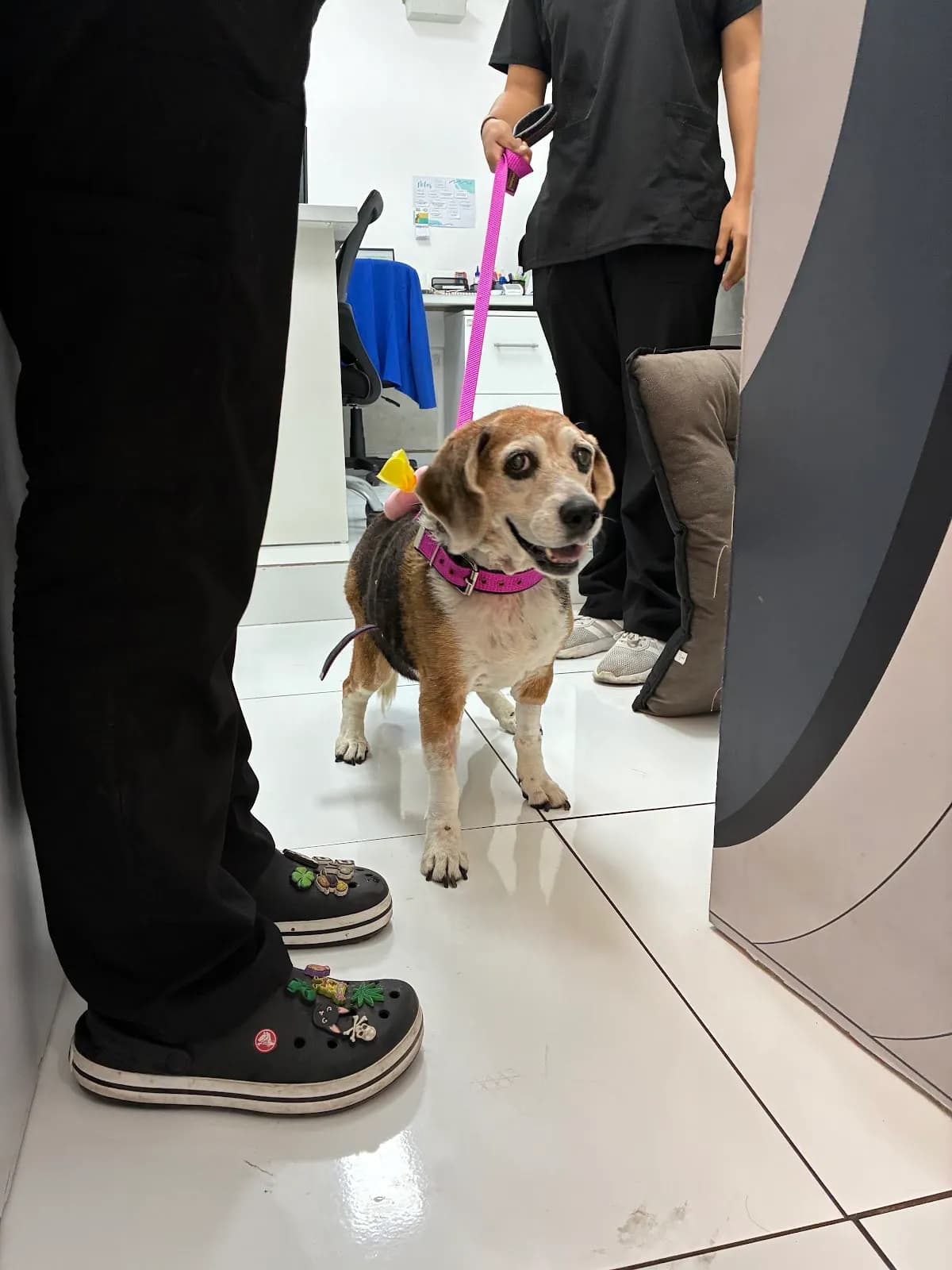 Tomografía Veterinaria SONOVET