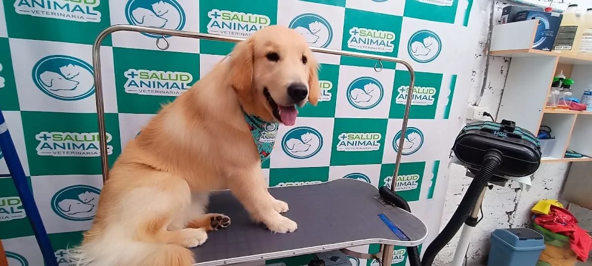Veterinaria Salud Animal