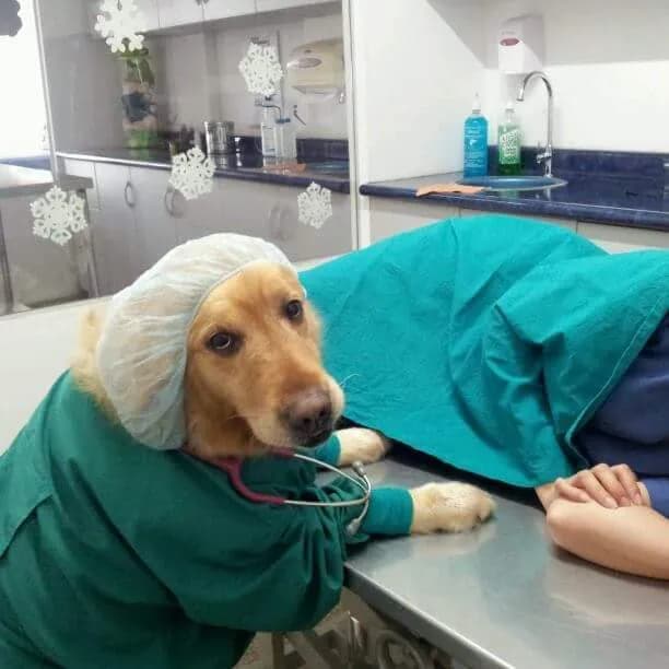 Clinica Veterinaria Peterinaria SJM