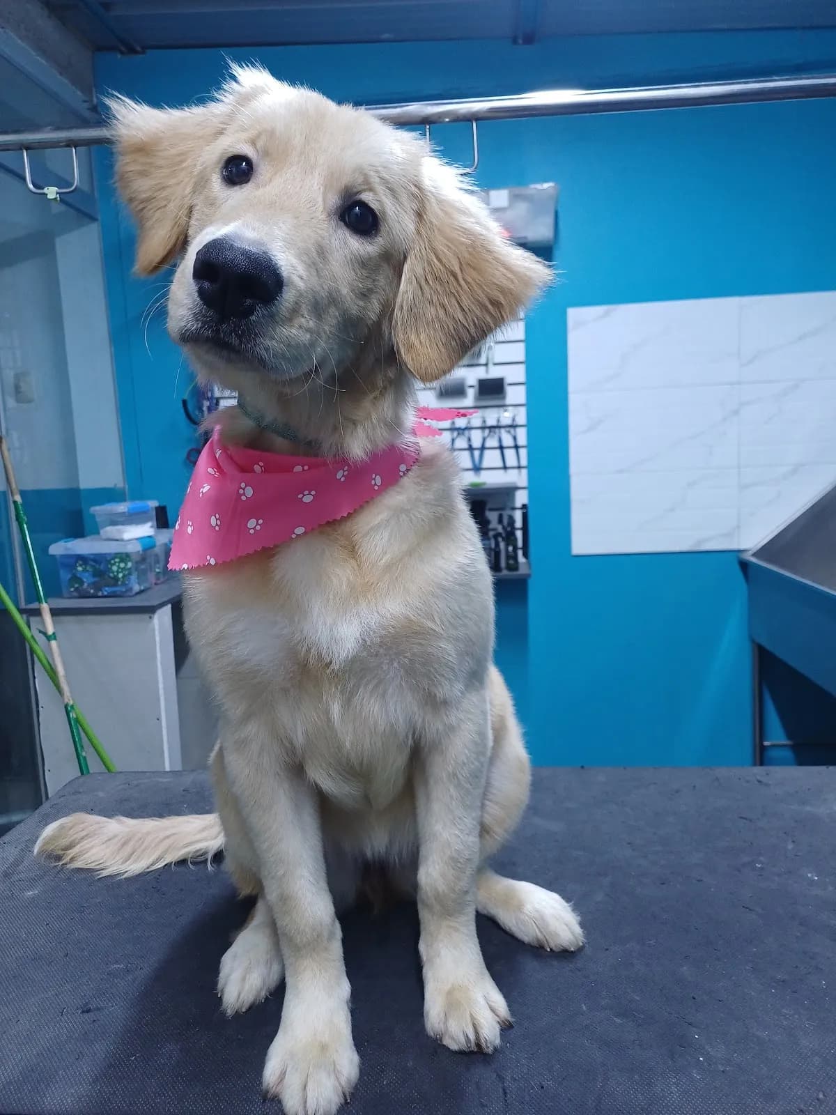 Marivet – Veterinaria de Emergencias 24horas