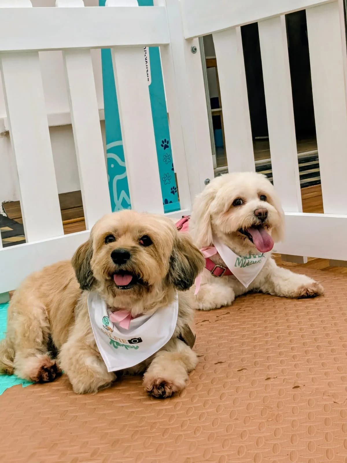Mucky Servicios Veterinarios