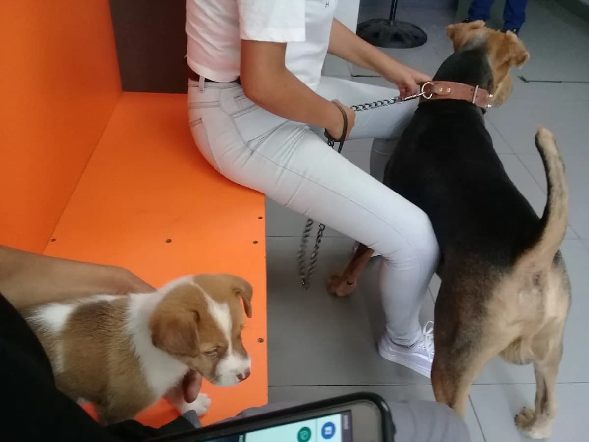Clínica Veterinaria Pet Salud Breña