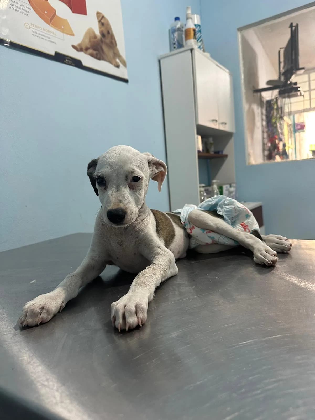 Veterinaria "Villa Mascota"