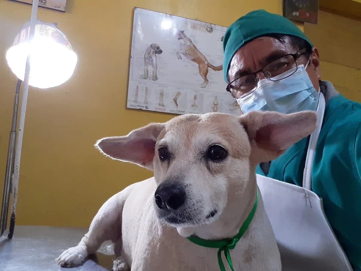 Veterinaria Americana Ate