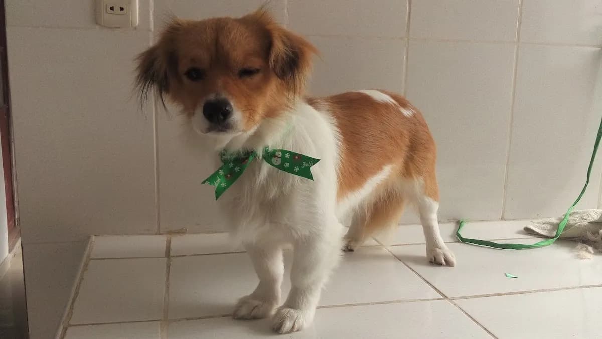 CLÍNICA VETERINARIA GARCÍA