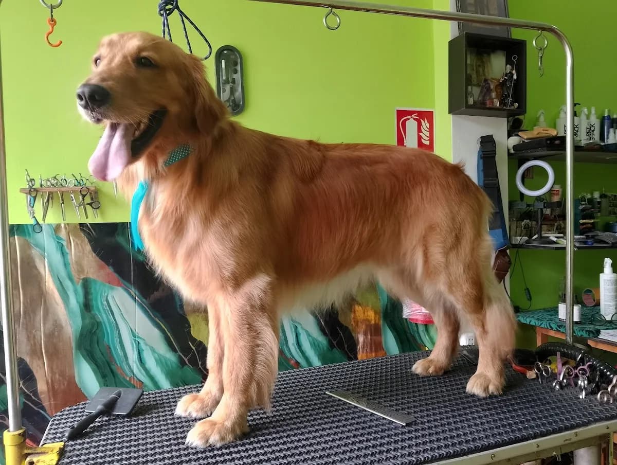 Peluquería Canina 4Dgrooming PET SHOP SPA
