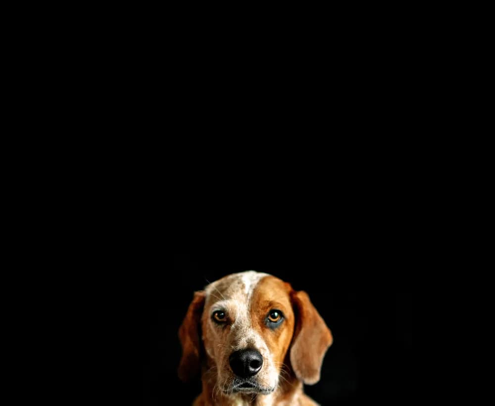 Veterinaria Herrera
