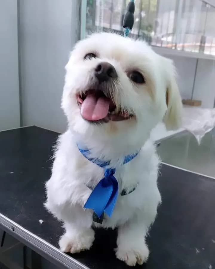 Veterinaria Dogtor Mushu
