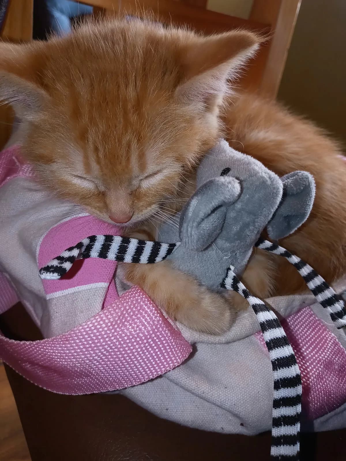 Clínica Veterinaria Mascovet