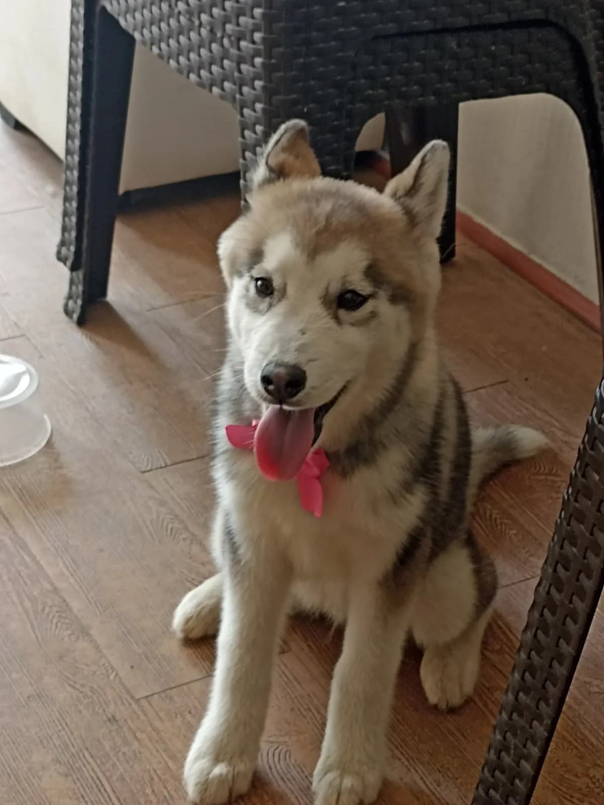 Clínica Veterinaria D' Pelos 24 horas sede Naval-Ventanilla
