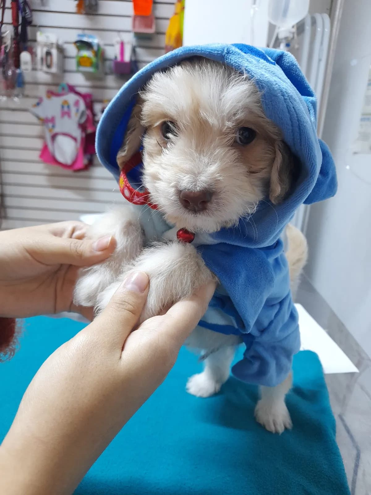 Centro Médico Veterinario Lucho's Pets - MICAELA BASTIDAS