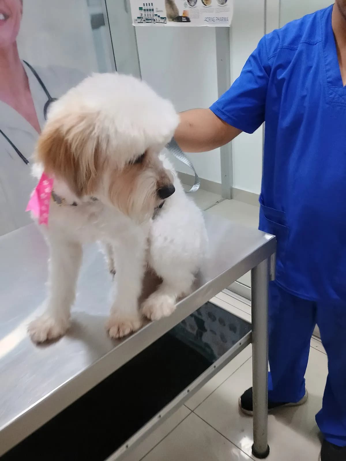 clínica veterinaria san roque lima