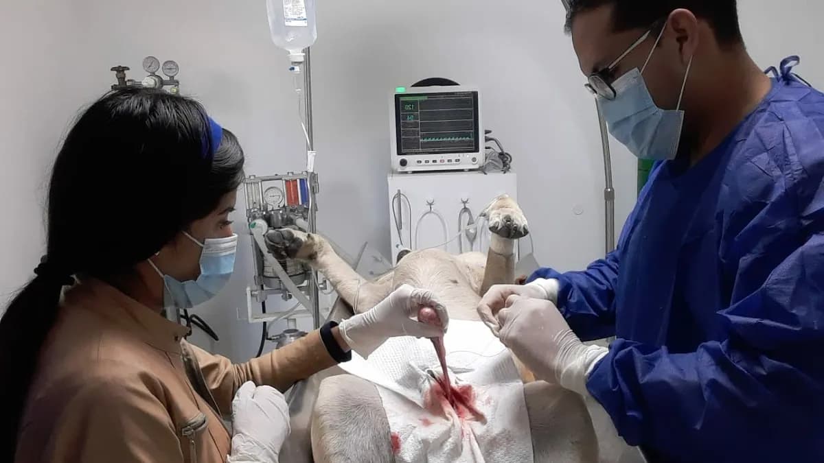 Vet.olivero Veterinaria a domicilio