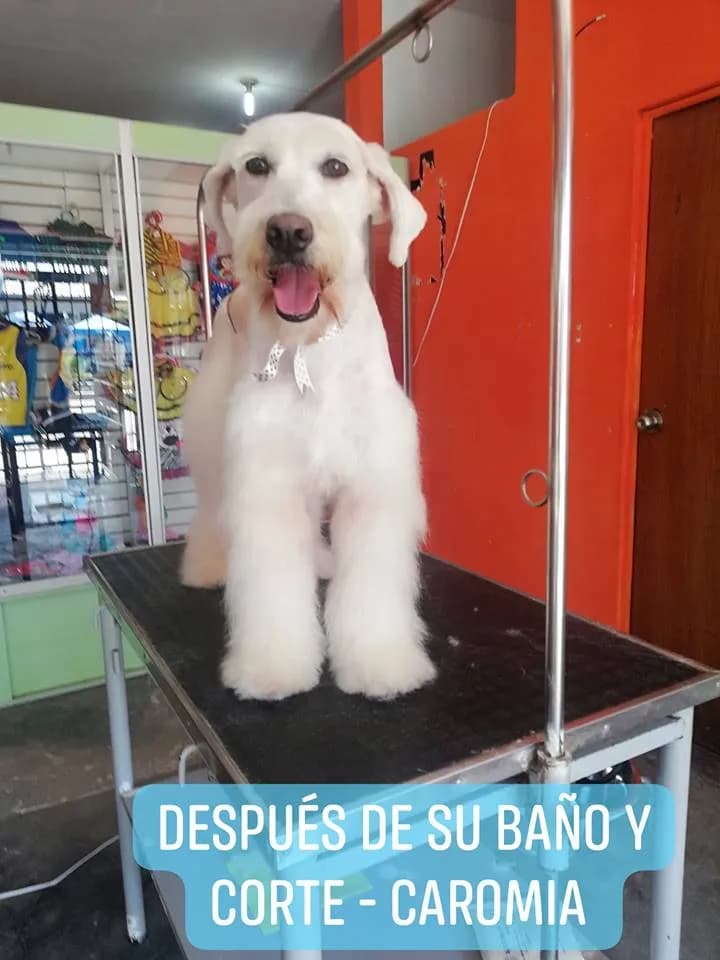 CAVIMA - Calidad de vida para mascotas