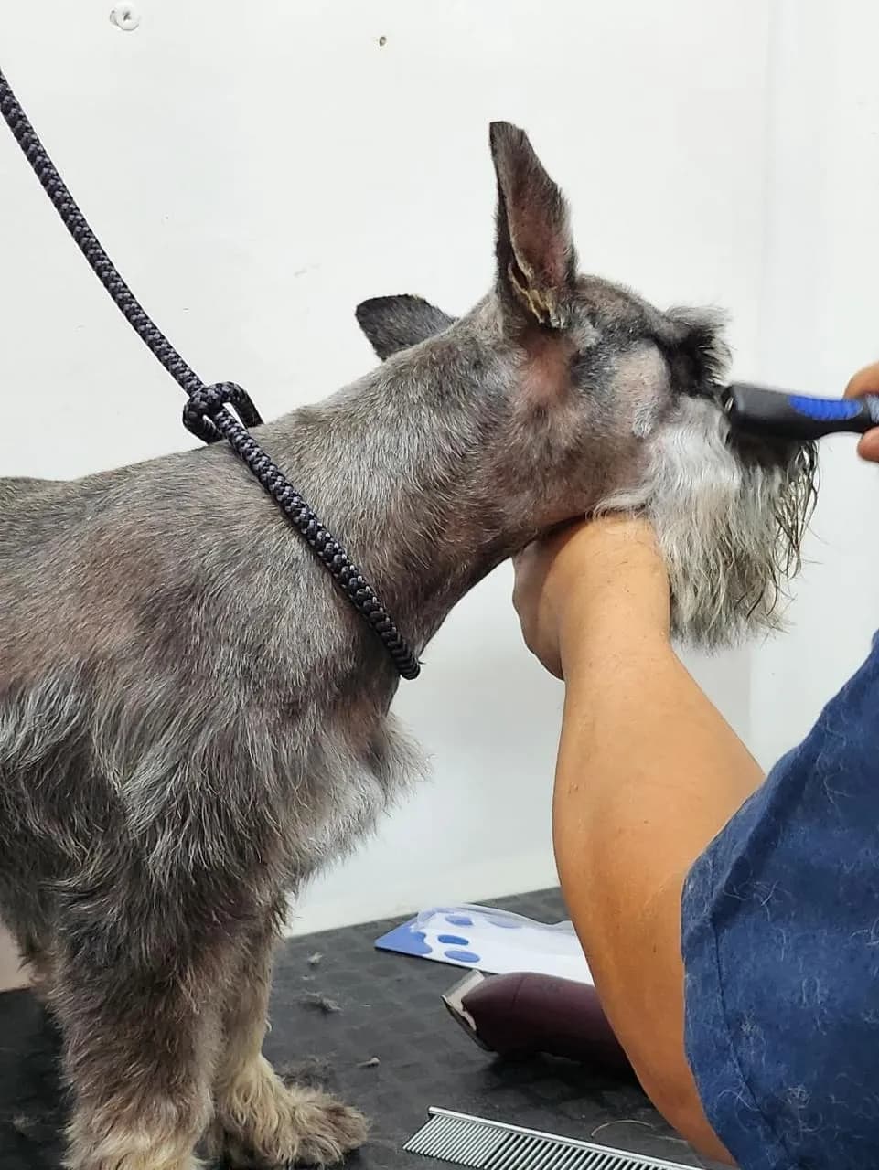 El Arca de Noah Veterinaria