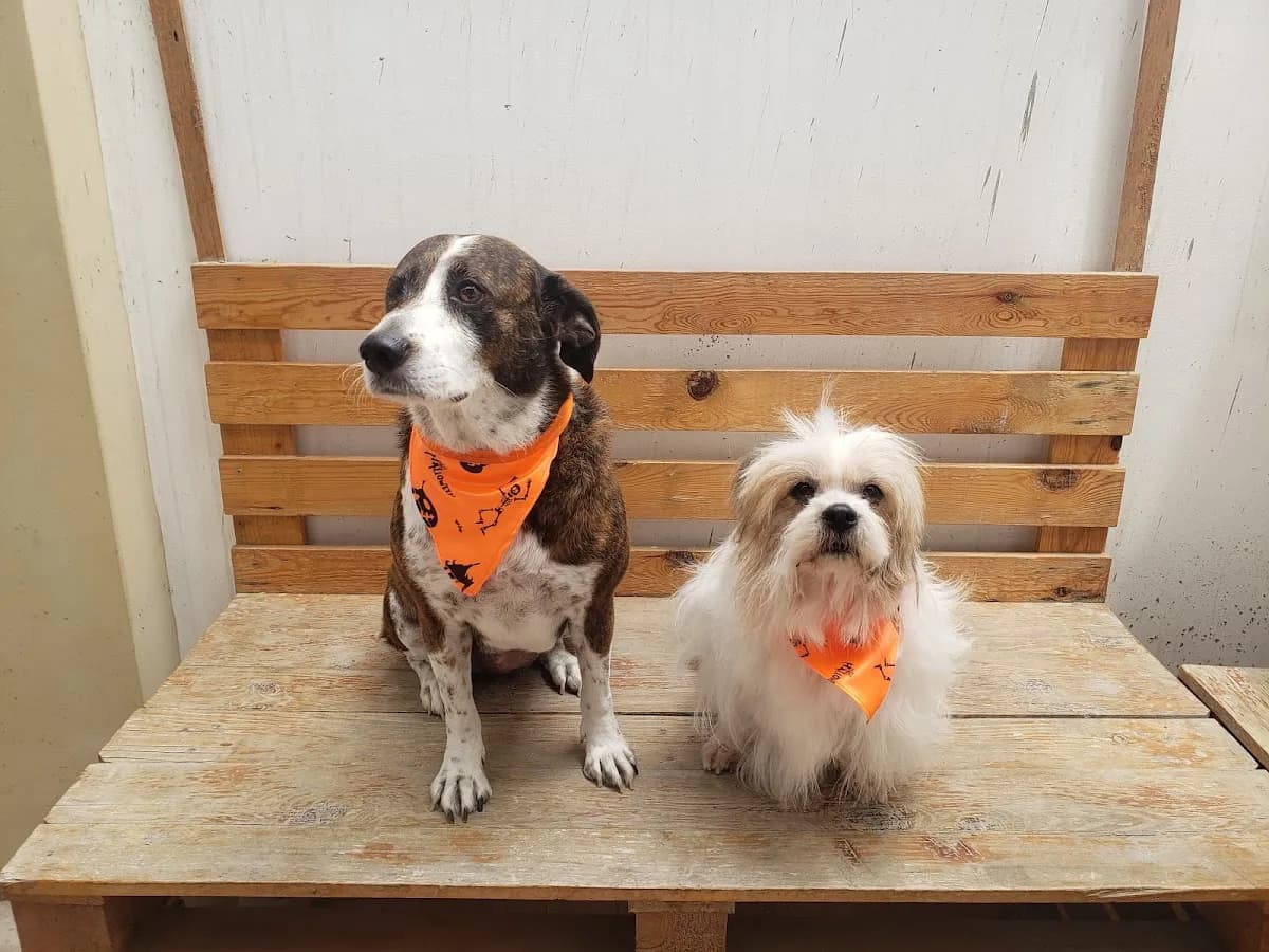 Centro Veterinario AnyVet