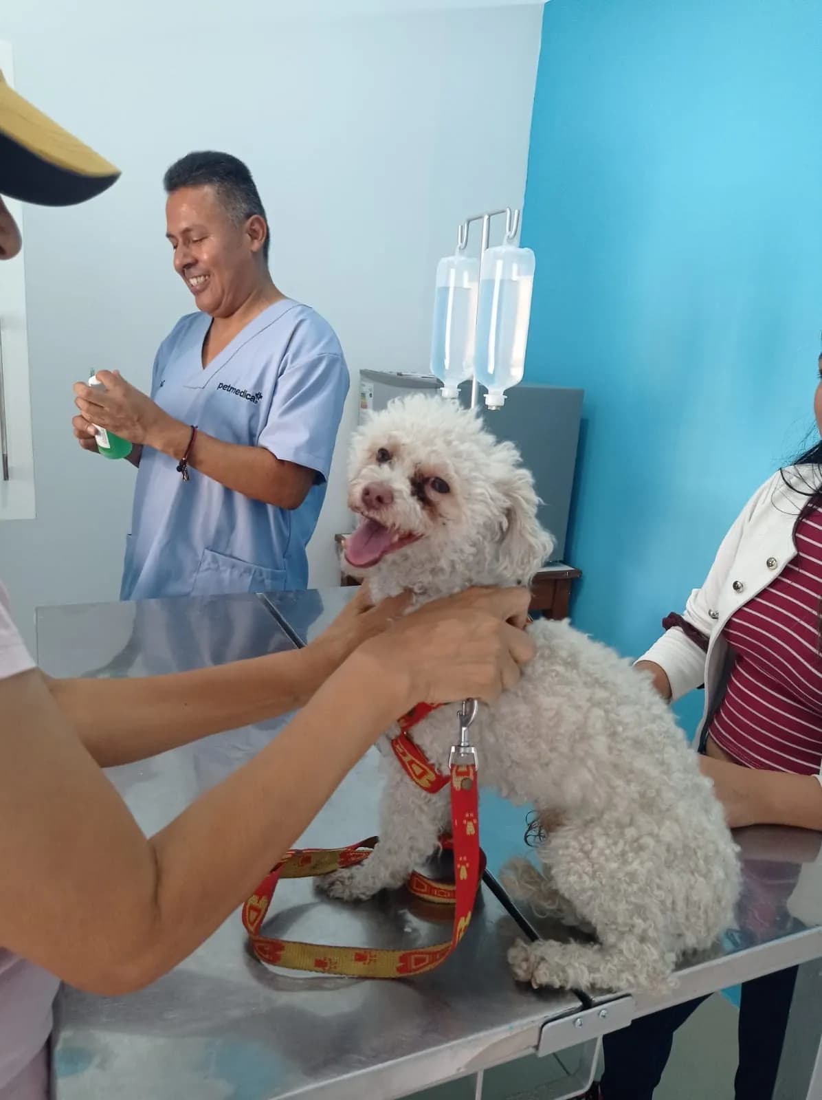Veterinaria Master DogCat