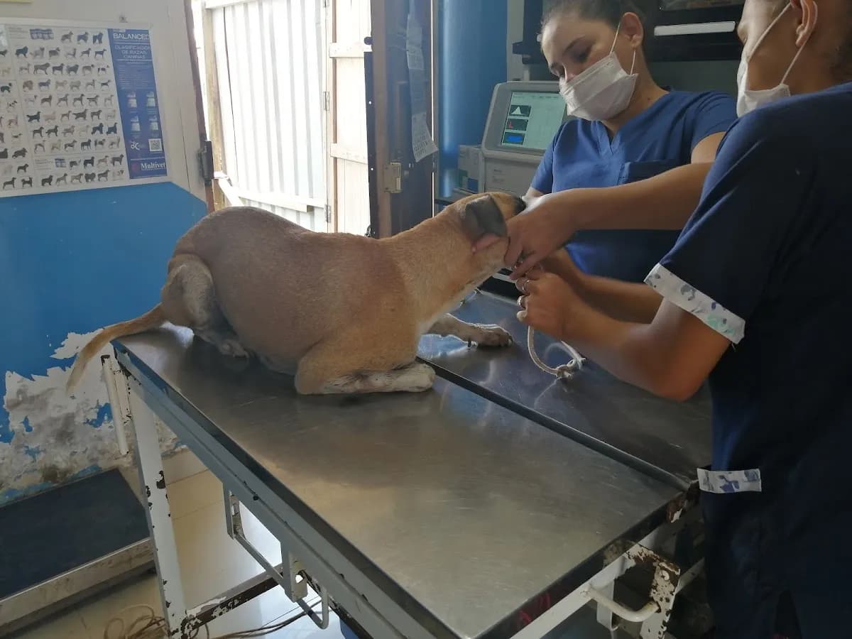 Centro Veterinario Canino & Felino