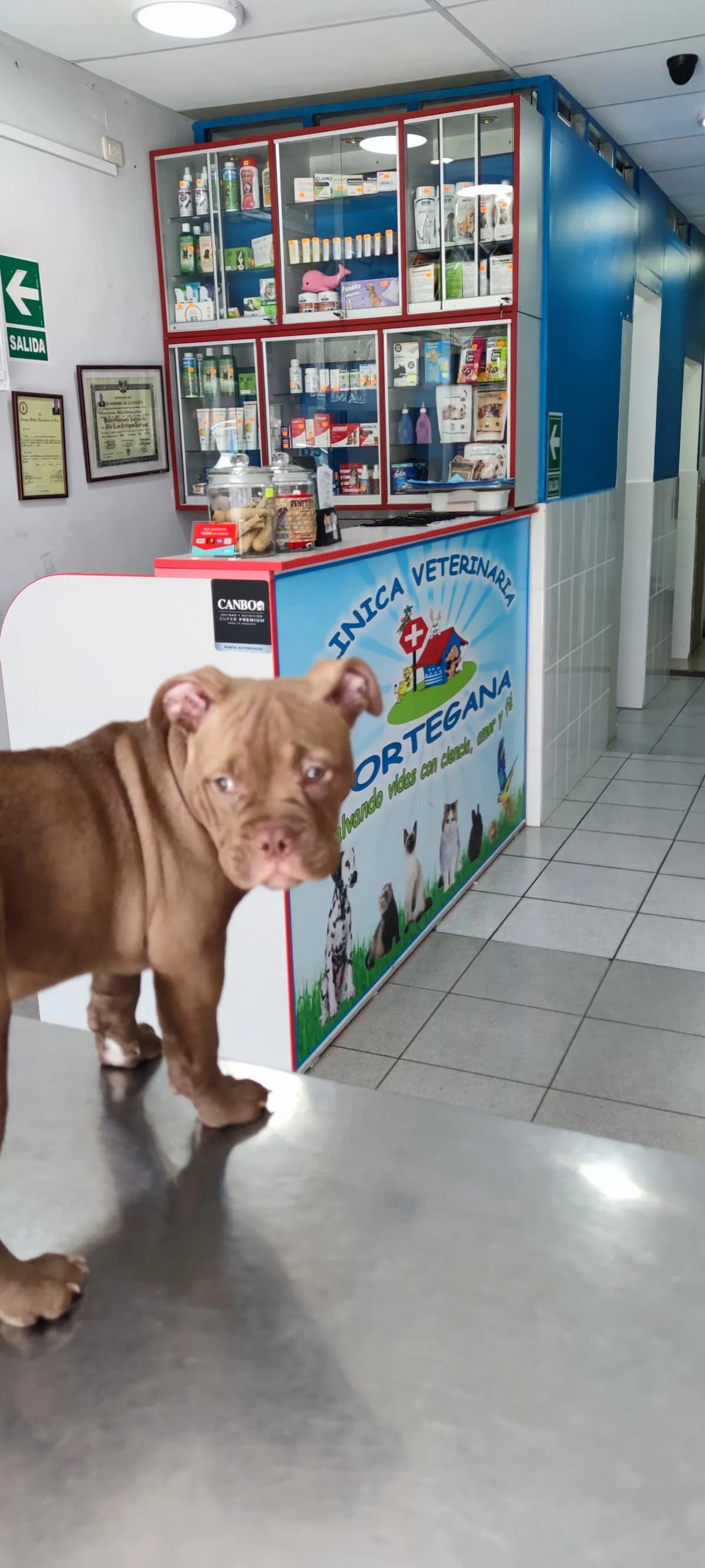 CLÍNICA VETERINARIA CORTEGANA - CERCADO