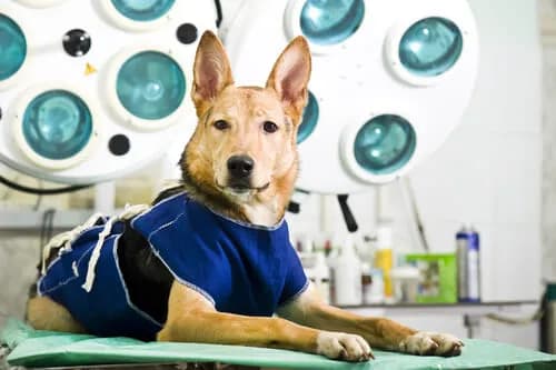 CLINICA VETERINARIA ZERPA - SEDE LAS FLORES