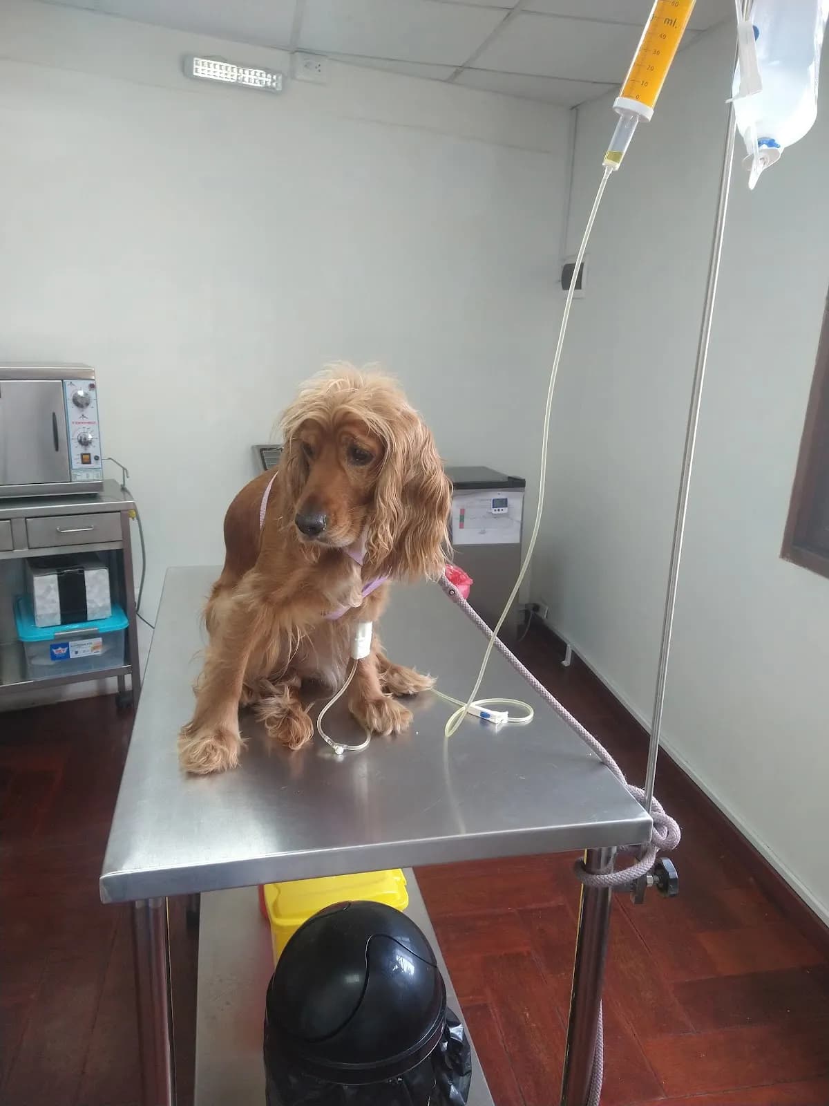 CLINICA VETERINARIA CANDY