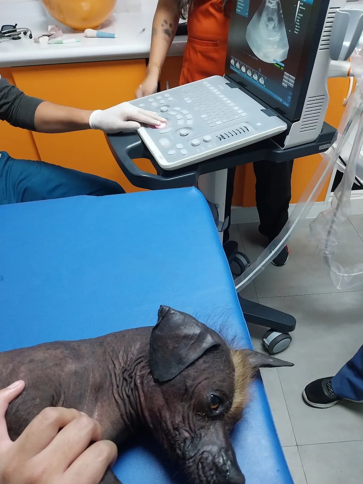 CENTRO VETERINARIO RAZAS