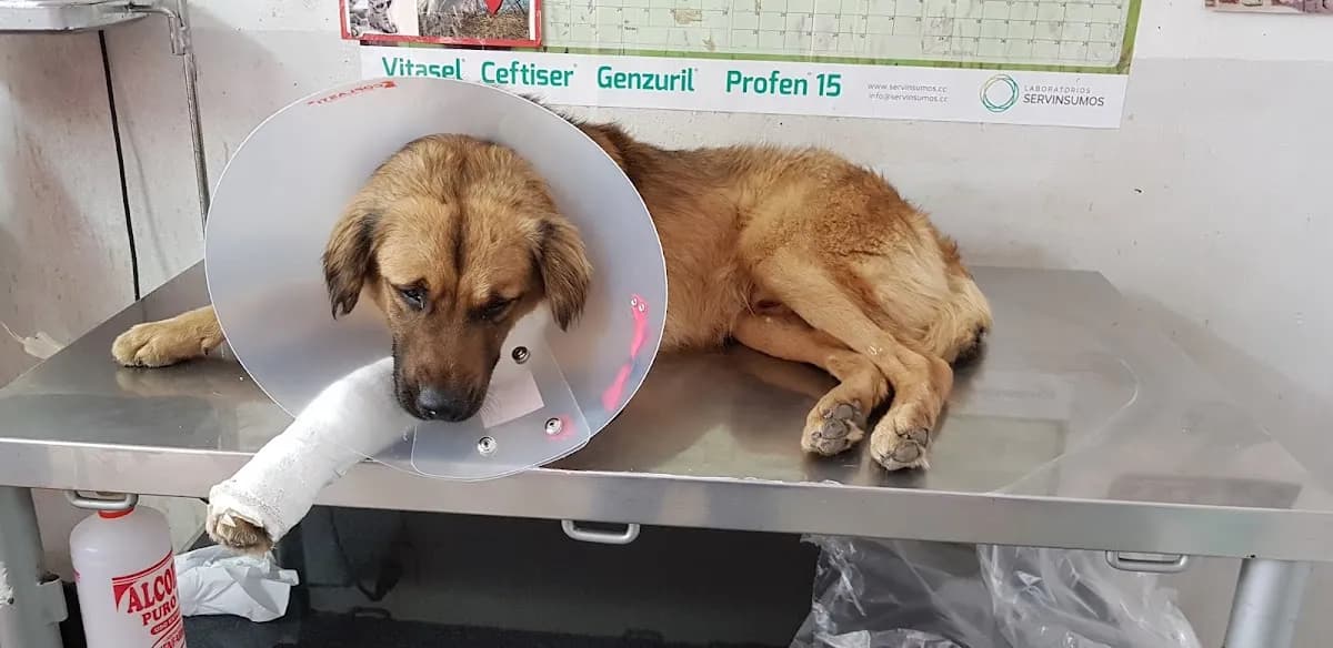 Hospital Veterinario Oasis del Sur