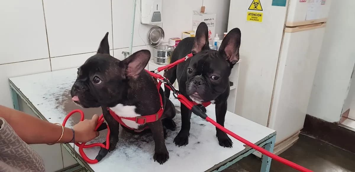 Centro Veterinario y Spa San Martin
