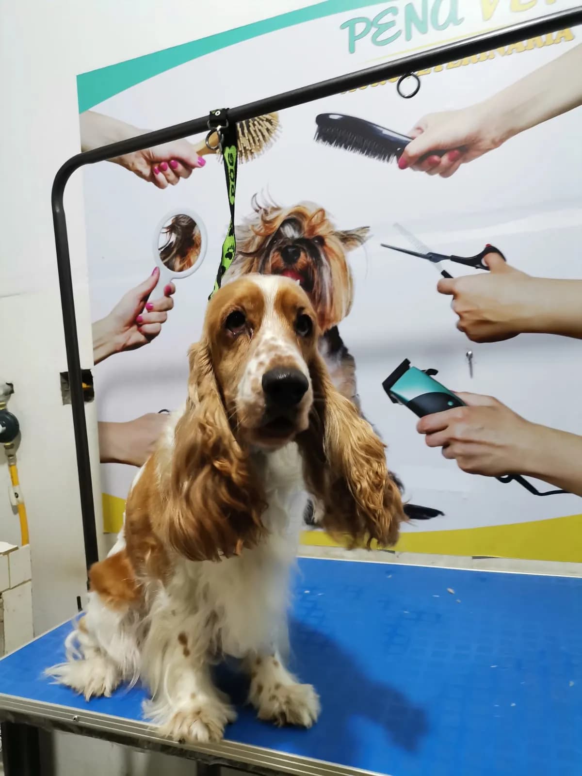 Clínica Veterinaria Peña Vet