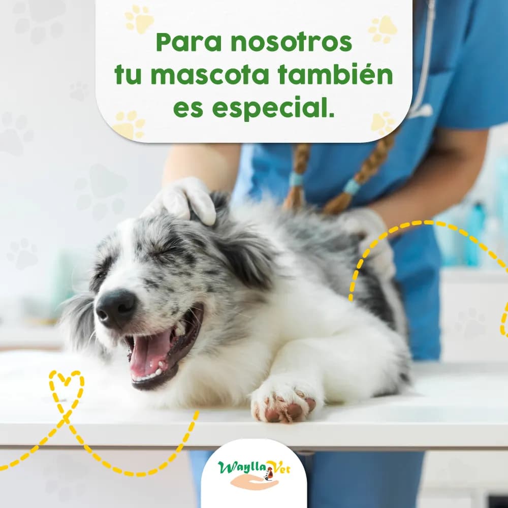 Clínica Veterinaria Waylla Vet (Dra. Juli Rojas)