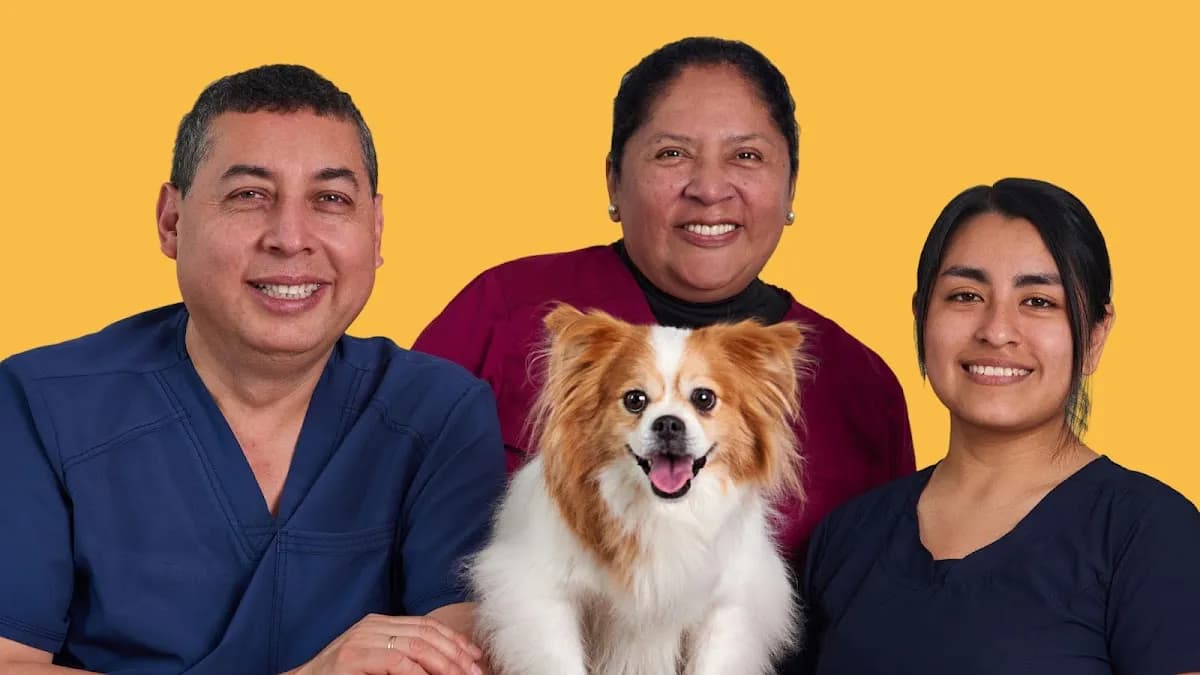 SILVET - Consultorio Veterinario