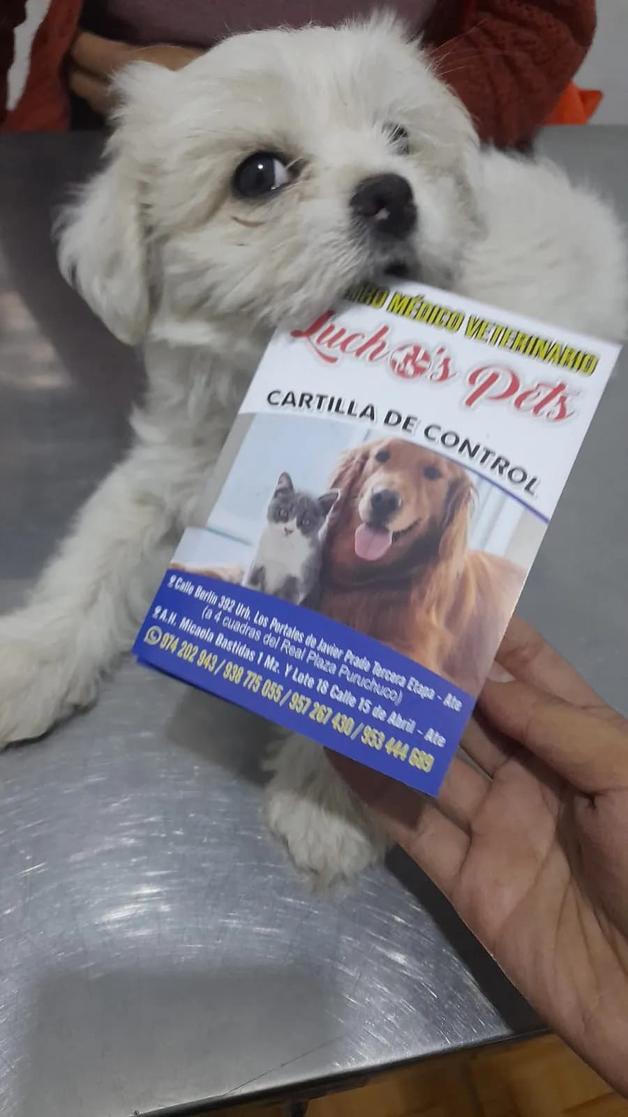 CENTRO MÉDICO VETERINARIO LUCHO´S PETS MICAELA BASTIDAS I