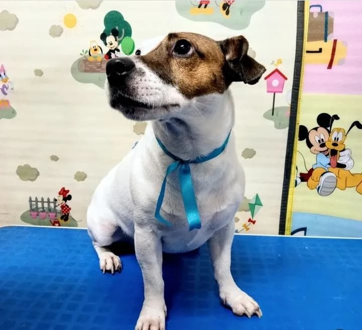 La Casa Mascotilandia Veterinaria Y Petshop