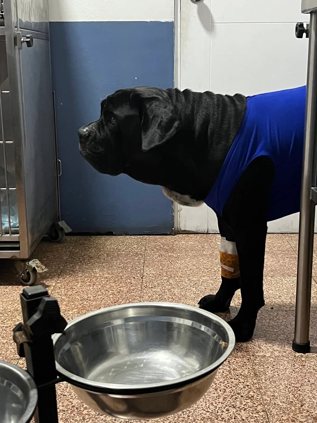 Vetsur Clínica Veterinaria