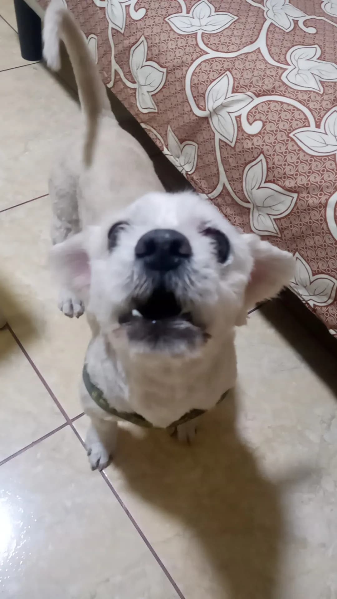 Clinica Veterinaria Yogues Pets.