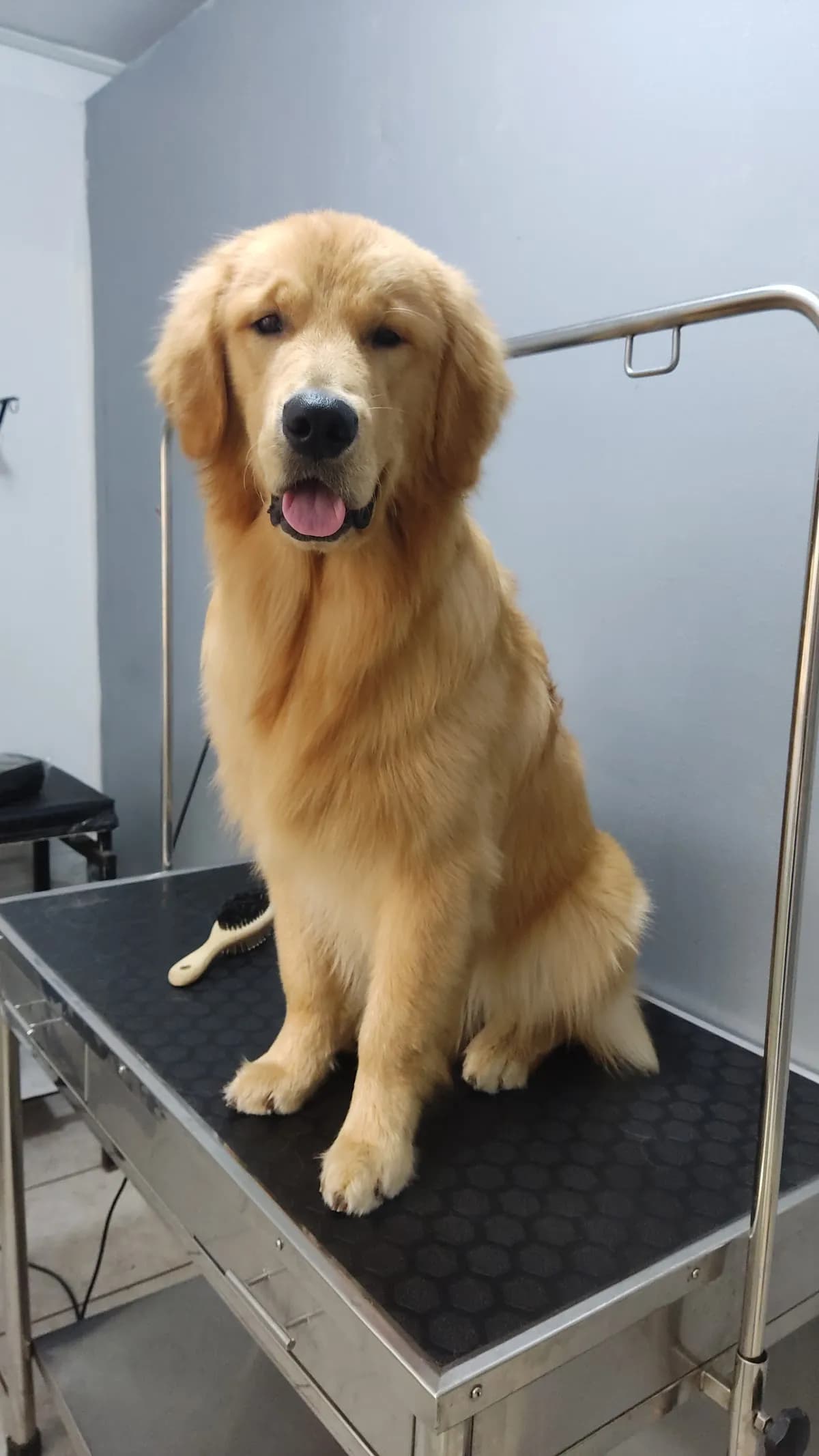 Clínica Veterinaria Esperanza Sede Los Próceres (Atención previa cita)