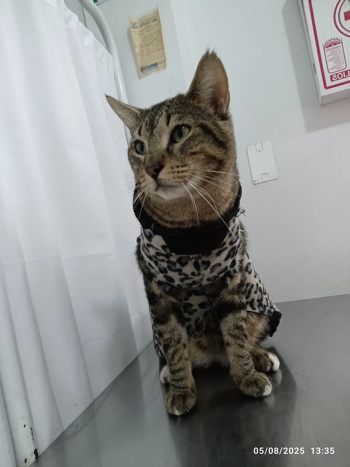 Clínica veterinaria Jacobita