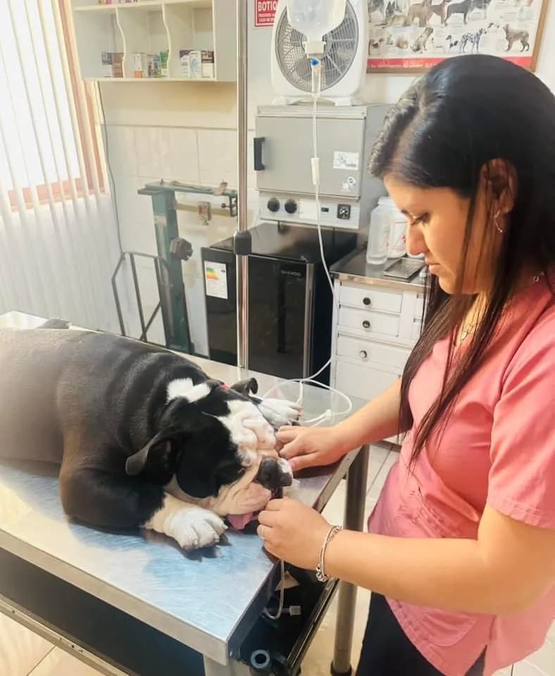 Clinica Veterinaria Walac Chorrillos
